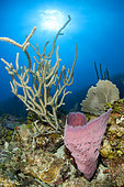 Pink vase sponge (Niphates digitalis) and Sea Fan (Plexaurella sp), in the Queen's Gardens National Park, Cuba.