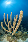 Sea Fan (Plexaurella sp), in the Queen's Gardens National Park, Cuba