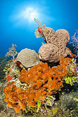 Brown encrusting octopus sponge (Ectyoplasia ferox) and Brain tube sponge (Agelas cerebrum), in the Queen's Gardens National Park, Cuba