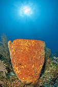 Netted barrel sponge (Verongula gigantea), in the Queen's Gardens National Park, Cuba.