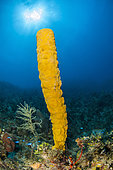 Yellow Tube Sponge (Aplysina fistularis), in the Queen's Gardens National Park, Cuba