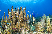 Pillar coral (Dendrogyra cylindrus) and Slimy sea plume (Antillogorgia americana), in the Queen's Gardens National Park, Cuba.