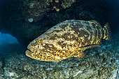 Goliath grouper (Epinephelus itajara), in the Queen's Gardens National Park, Cuba