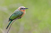 White-fronted Bee-eater (Merops bullockoides), side view of an individual perched on a branch, Mpumalanga, South Africa