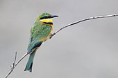 Little Bee-eater (Merops pusillus), side view of an adult perched on a branch, Mpumalanga, South Africa