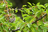 Chaffinch (Fringilla coelebs) immature on a branch in a cherry tree, Burgundy, France