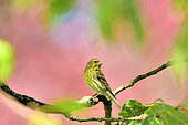 European Serin (Serinus serinus) male in breeding plumage on a branch in a cherry tree, Burgundy, France