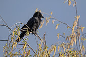 Carrion Crow (Corvus corone) on top of a birch tree in spring, Country Garden, Lorraine, France
