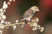 European greenfinch (Carduelis chloris) on a branch of flowering shrub in spring, Country Garden, Lorraine, France