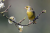 European greenfinch (Carduelis chloris) male on a branch of flowering shrub in spring, Country Garden, Lorraine, France