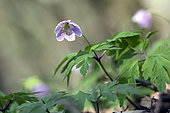 European thimbleweed (Anemone nemorosa) in bloom in spring, Deciduous forest, surroundings of Marbache, Lorraine, France
