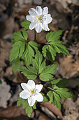 European thimbleweed (Anemone nemorosa) in bloom in spring, Deciduous forest, surroundings of Marbache, Lorraine, France