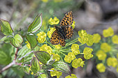 Weaver's fritillary (Boloria dia) on a flowering spurge in spring, Roadside in forest, surroundings of Marbache, Lorraine, France