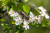 Rose Chafer (Cetonia aurata)
