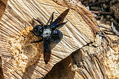 Carpenter Bee (Xylocopa violacea) posed in front of the entrance to a draft egg gallery dug in a log of wood stored in spring, Country Garden, Lorraine, France