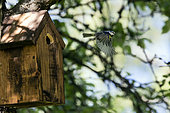 Birdhouse for Blue Tit (Cyanistes caeruleus) in an apple tree with flight of an adult in spring, Country Garden, Lorraine, France
