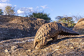 Ground pangolin, also known as Temminck's pangolin or Cape pangolin, (Smutsia temminckii), controlled conditions, Private reserve, Namibia