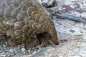 Ground pangolin, also known as Temminck's pangolin or Cape pangolin, (Smutsia temminckii), controlled conditions, Private reserve, Namibia