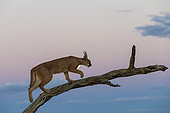 Caracal (Caracal caracal) , Occurs in Africa and Asia, Namibia, Private reserve, Adult under controlled conditions, on a tree with the moon