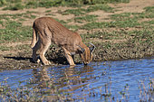 Caracal (Caracal caracal), Occurs in Africa and Asia, Namibia, Private reserve, Adult under controlled conditions, drinking