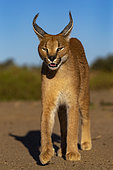 Caracal (Caracal caracal), Occurs in Africa and Asia, Namibia, Private reserve, Adult under controlled conditions, portrait