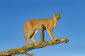 Caracal (Caracal caracal) , Occurs in Africa and Asia, Namibia, Private reserve, Adult under controlled conditions, on a tree