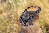 Caracal (Caracal caracal), Occurs in Africa and Asia, Namibia, Private reserve, Adult under controlled conditions, portrait of male