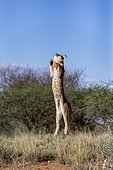 Caracal (Caracal caracal), Occurs in Africa and Asia, Namibia, Private reserve, Adult under controlled conditions, jumping