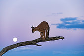 Caracal (Caracal caracal) , Occurs in Africa and Asia, Namibia, Private reserve, Adult under controlled conditions, on a tree with the moon