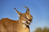 Caracal (Caracal caracal), Occurs in Africa and Asia, Namibia, Private reserve, Adult under controlled conditions, portrait