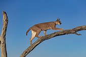 Caracal (Caracal caracal) , Occurs in Africa and Asia, Namibia, Private reserve, Adult under controlled conditions, on a tree
