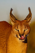 Caracal (Caracal caracal), Occurs in Africa and Asia, Namibia, Private reserve, Adult under controlled conditions, portrait