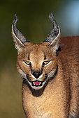 Caracal (Caracal caracal), Occurs in Africa and Asia, Namibia, Private reserve, Adult under controlled conditions, portrait