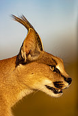 Caracal (Caracal caracal), Occurs in Africa and Asia, Namibia, Private reserve, Adult under controlled conditions, portrait