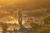 Caracal (Caracal caracal), Occurs in Africa and Asia, Namibia, Private reserve, Adult under controlled conditions, walking