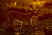 Caracal (Caracal caracal), Occurs in Africa and Asia, Namibia, Private reserve, Adult under controlled conditions, walking