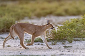 Caracal (Caracal caracal), Occurs in Africa and Asia, Namibia, Private reserve, Adult under controlled conditions, running