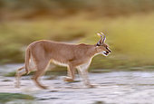 Caracal (Caracal caracal), Occurs in Africa and Asia, Namibia, Private reserve, Adult under controlled conditions, running