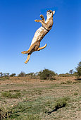 Caracal (Caracal caracal), Occurs in Africa and Asia, Namibia, Private reserve, Adult under controlled conditions, jumping