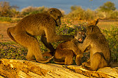 Chacma or chacma baboon (Papio ursinus) playing, under controlled conditions, Private reserve, Namibia