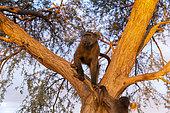 Chacma or chacma baboon (Papio ursinus), youngs playing in a tree, Private reserve, Namibia