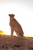 Cheetah (Acinonyx jubatus), captive, Private reserve, Namibia