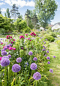 Allium aflatunense, Euphorbia characias ssp wulfenii 'John Tomlinson', Rosa rugosa 'Exception', Parc floral Vincennes, Paris, France