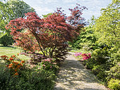 Japanese maple, Acer japonicum 'Aconitifolium', Ecole du Breuil, Bois de Vincennes, Paris, France