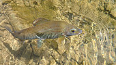European grayling (Thymallus thymallus) in the water, Doubs, Franche Comté, France
