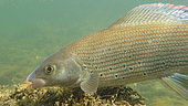 European grayling (Thymallus thymallus) under water, Doubs, Franche Comté, France