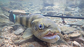 Brown trout (Salmo trutta fario), wild trout of Mediterranean stock, fly fishing, Cusansin river Doubs, Franche Comté, France