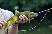 Fario trout (Salmo trutta fario), Wild trout of Mediterranean stock, fly fishing, Doubs, Franche Comté, France