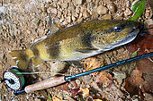 Brown trout (Salmo trutta fario), wild trout of Mediterranean stock, fly fishing, Doubs, Franche Comté, France