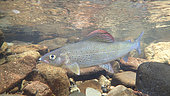 European grayling (Thymallus thymallus) under water, Thur river, Haut Rhin, Alsace, France